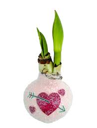 Maybe you would like to learn more about one of these? 2pcs Double Amaryllis Bulbs White Amaryllis Bulbs Wax Dipped For Sale Indoor Christmas Amaryllis Hippeastrum Bulbs Flowers Plants Seeds Bulbs Readindia In