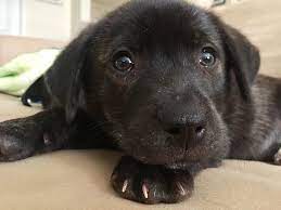 Western maryland (wmd) winchester, va. Lab Rescue Lrcp These Adorable Puppies Art With Brindle Facebook