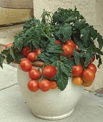The 10 Best Tomatoes For Containers Veggie Gardener Container Gardening Vegetables Container Gardening Container Vegetables