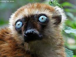 Blue Eyed Lemur Madagascar Animals Cute Animals Animals