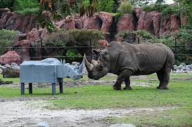 Photos Va Zoo In Norfolk Celebrates Animals African Animals Zoo Animals