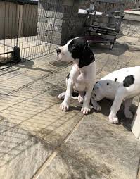 But its huge size means it isn't right for every family. Great Dane Puppy For Sale Adoption Rescue For Sale In Mount Vernon Illinois Classified Americanlisted Com