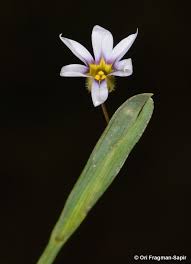 Image result for Sisyrinchium micranthum