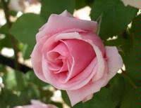Kemp in 1920 as 'kathleen harrop'. Kathleen Harrop All Available Roses Tuincentrum Lottum