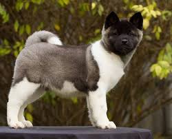 Black And White Akita Puppy For Sale American Akita Puppies For Sale Hungary Akita Puppies Akita Puppies For Sale American Akita