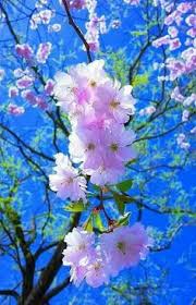 Rin kenapalah aku ni malang sangat. 270 Ide Sakura Wallpaper Bunga Sakura Bunga Sakura