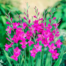 Image result for Gladiolus bellus