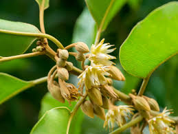 Image result for Mimusops elengi