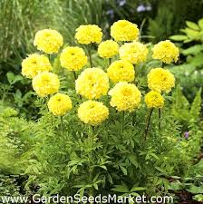 For more info on companion planting, click on the this link. Mexican Marigold Alaska Pale Yellow 540 Seeds Garden Seeds Market Free Shipping