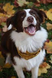 chucky white border collie collie border collie puppies