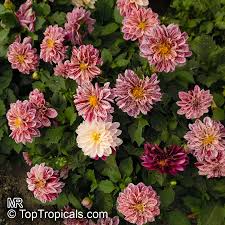 Image result for Dahlia sp. (cultivar)