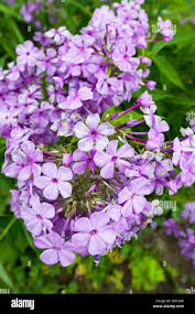 Image result for Craterostigma pumilum