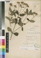 Image result for Bothriocline longipes