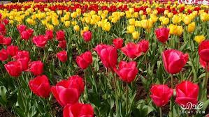 صور ازهار الربيع 2019 صور ورود الربيع اجمل صور الورود صور زهور جميلة Different Types Of Flowers Organic Horticulture All Flowers