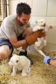 It was established in the middle of the last century by a famous local naturalist jacques bouillault, and it is still considered to be one of the largest private parks in the. Naissance Exceptionnelle Au Zoo De La Zoo De La Fleche Facebook