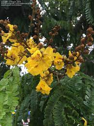 This common south florida tree is one of the most popular roadside trees in the state. Plant Identification Closed Tree With Yellow Flowers And Insect Wing Leaves South Florida 3 By Brajesh