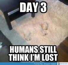 Humans Still Think Im Lost Funny Animal Jokes Funny Animal Memes Animal Jokes