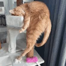 Tako poceni cena znižana najboljše. Katze Gifs Tenor