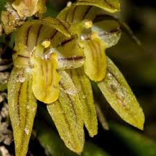 Image result for Rangaeris muscicola