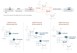USER™ Enzyme | NEB