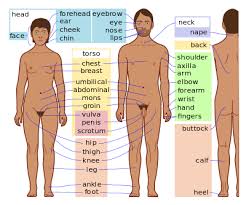 Human body, the physical substance of the human organism. Body Simple English Wikipedia The Free Encyclopedia