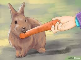 3 Ways To Get Rabbits Spayed Or Neutered Wikihow