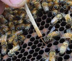 Besides, survey and research on pests and disease of honey bee might also provide baseline information that could help designing their effective preventive and management strategies that could easily adopted by beekeepers. Managing Pests And Diseases Bee Aware