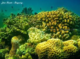 Terumbu Karang Di Bangsring Banyuwangi Pantai Lautan Terumbu Karang