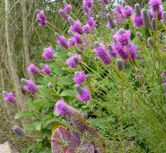Image result for Indigofera pulchra