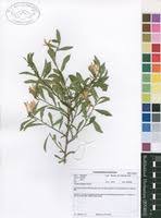 Image result for Turraea obtusifolia