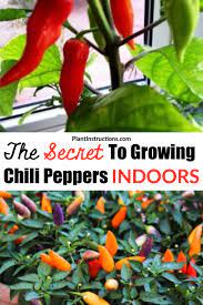 How To Grow Chili Peppers Indoors Growing Chili Peppers Hot Peppers Plants Growing Hot Peppers Indoors