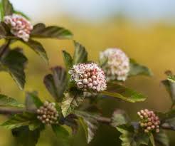 Here are some of our picks for native trees that wildlife will flock to: Five Best Flowering Shrubs For Mid Michigan Yards Bay Landscaping