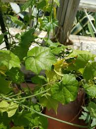 Image result for Gerrardanthus lobatus