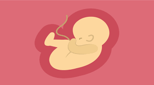 Download perkembangan janin bayi dalam kandungan apk android game for free to your android phone. Ingin Tahu Bagaimana Perkembangan Janin Setiap Trimester