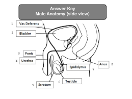 For more anatomy content please we think this is the most useful anatomy picture that you need. Puberty Happens Graphics Ppt Download