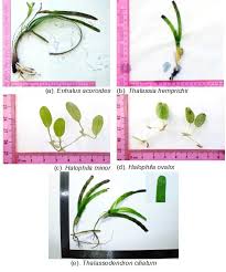 Image result for Halophila minor