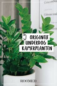 5 Unieke Kamerplanten Die Net Zo Leuk Zijn Als Je Monstera Roomed Kamerplanten Planten Thuis Planten