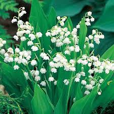 Lily Of The Valley Bulbs Breck S Bulb Flowers Shade Perennials Flower Landscape