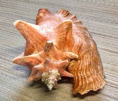 Exceptionally Large Queen Conch Seashell Pink Collector Item 783956750228 Ebay Sea Shells Conch Collectors Item