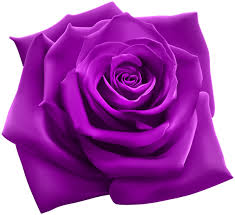 Purple Rose Png Clipart Image Purple Roses Pink Rose Png Flower Background Iphone