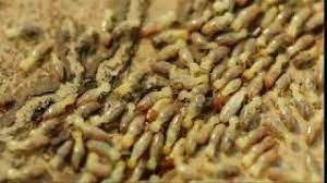 State termite & pest control. Canton Termite And Pest Control Pest Control In Canton Ga