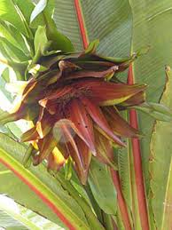 Image result for Ensete