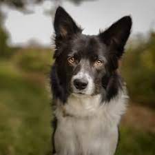 If you are looking to adopt or buy a border collie take a look here! Home Page Valgrays Border Collie Animal Rescue