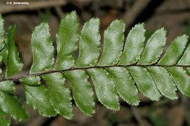 Image result for Adiantum