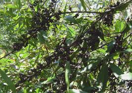 Image result for Myrica serrata