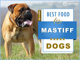 Top 6 Recommended Best Foods For A Mastiff