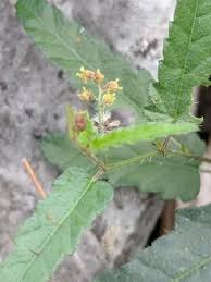 Image result for Tragia glabrata