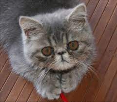 Pin On Cat Lady