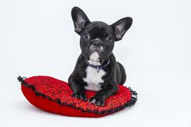 Il bulldog francese è un cane dal carattere tranquillo, paziente e dolce. Bouledogue Francese Foto Caratteristiche E Prezzo Della Razza