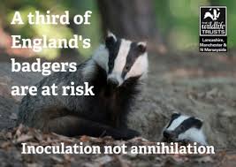 Fury Over Cull To Wipe Out A Third Of Badgers The Wildlife Trust For Lancashire Manchester And North Merseyside